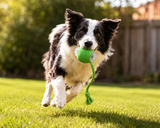 Self-rolling automatic dog ball in motion