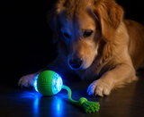 Self-rolling dog ball shown at night