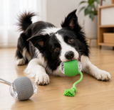 Self-rolling automatic dog ball demonstration